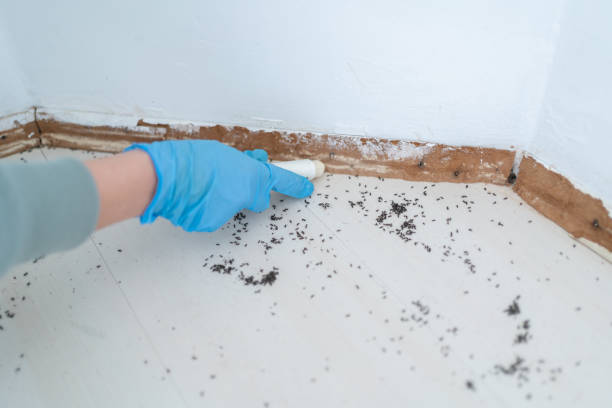 Best Flea Control Services  in Whittingham, NJ